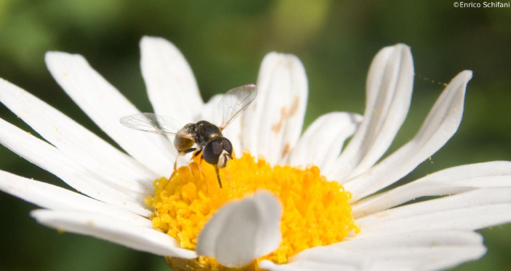 Syrphidae