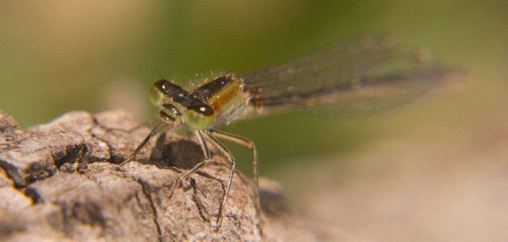 Zigottero: Ischnura genei (Coenagrionidae)