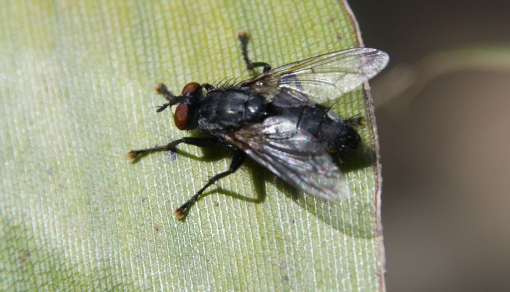 Sarcophagidae Sarcophaginae