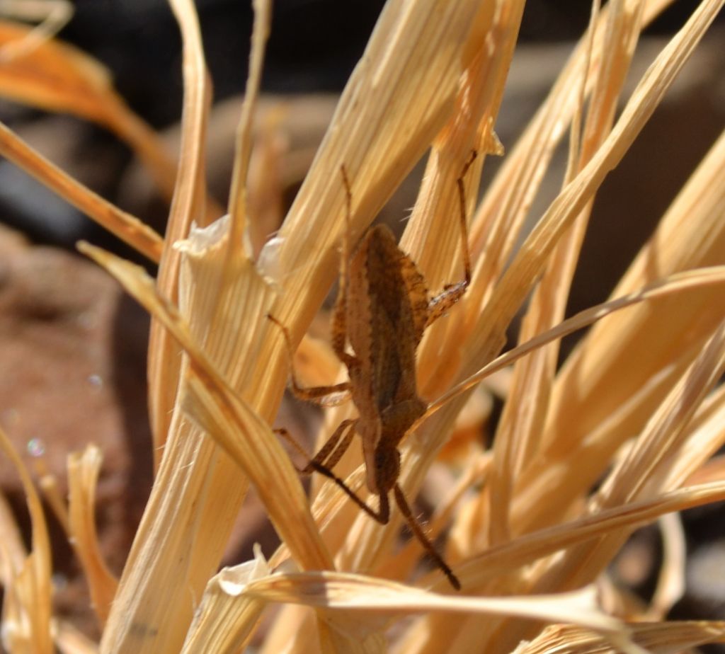 Coreidae: cf. Haploprocta sulcicornis