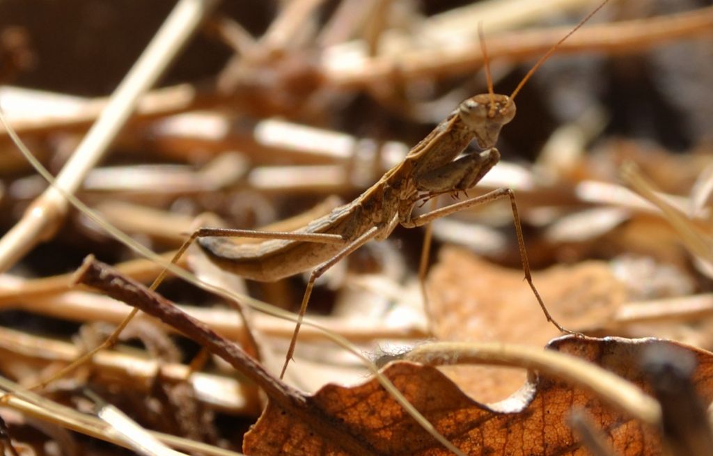 Geomantis larvoides