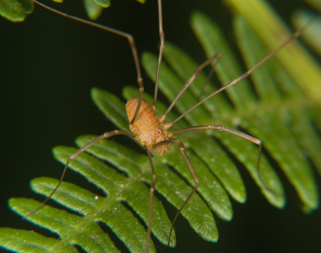 Phalangiidae: Opilio canestrinii