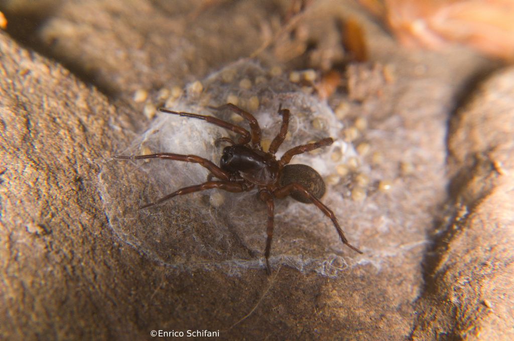 Coelotinae - Monte Soro, Monti Nebrodi, Sicilia