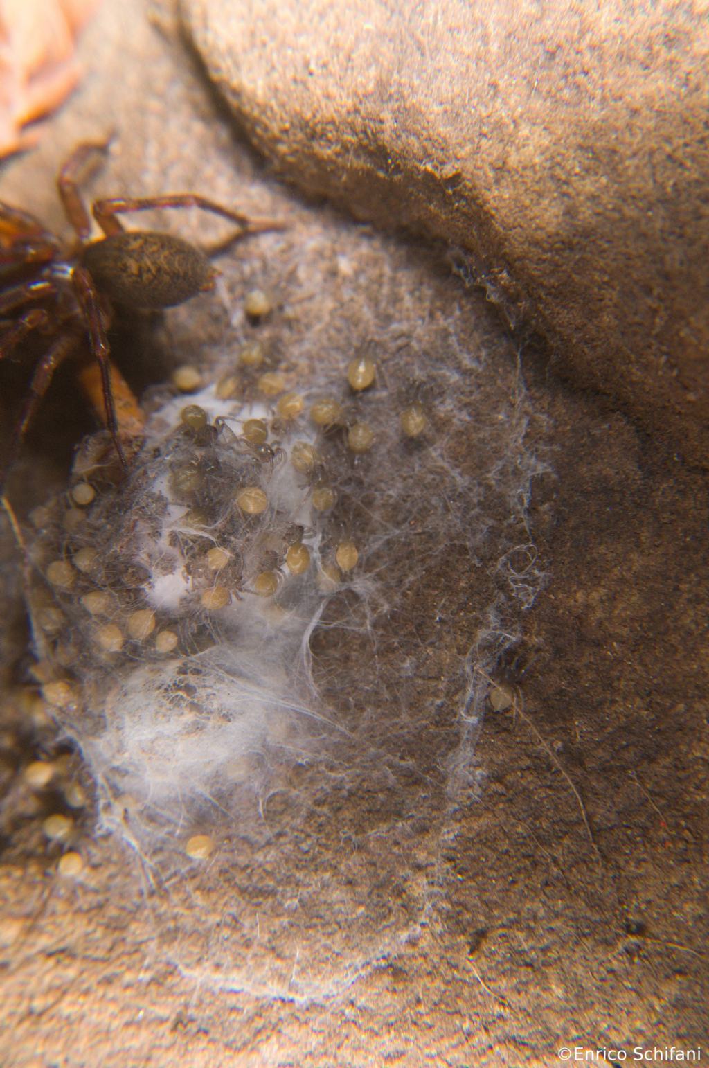 Coelotinae - Monte Soro, Monti Nebrodi, Sicilia