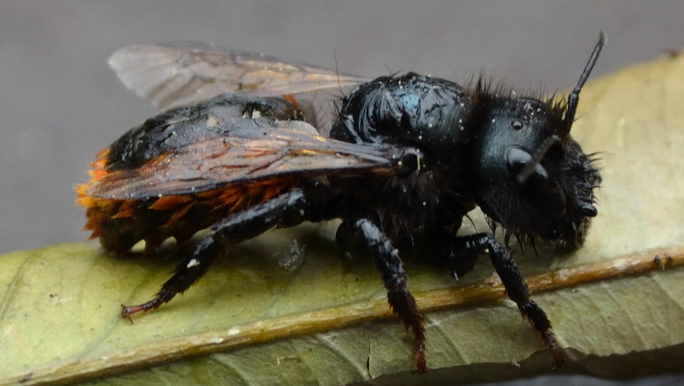 Osmia cornuta inzuppata d''acqua