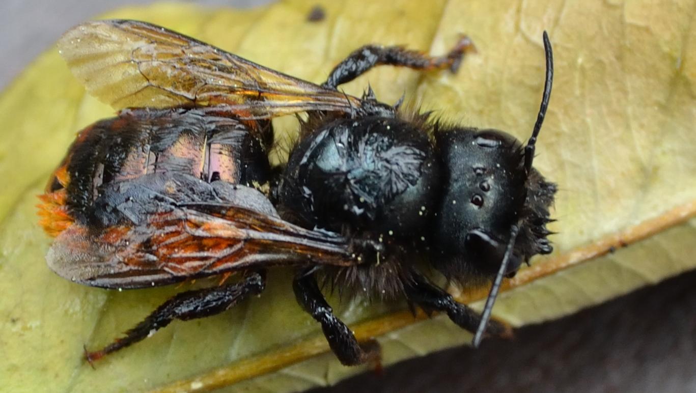 Osmia cornuta inzuppata d''acqua