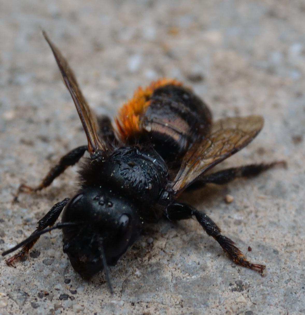 Osmia cornuta inzuppata d''acqua