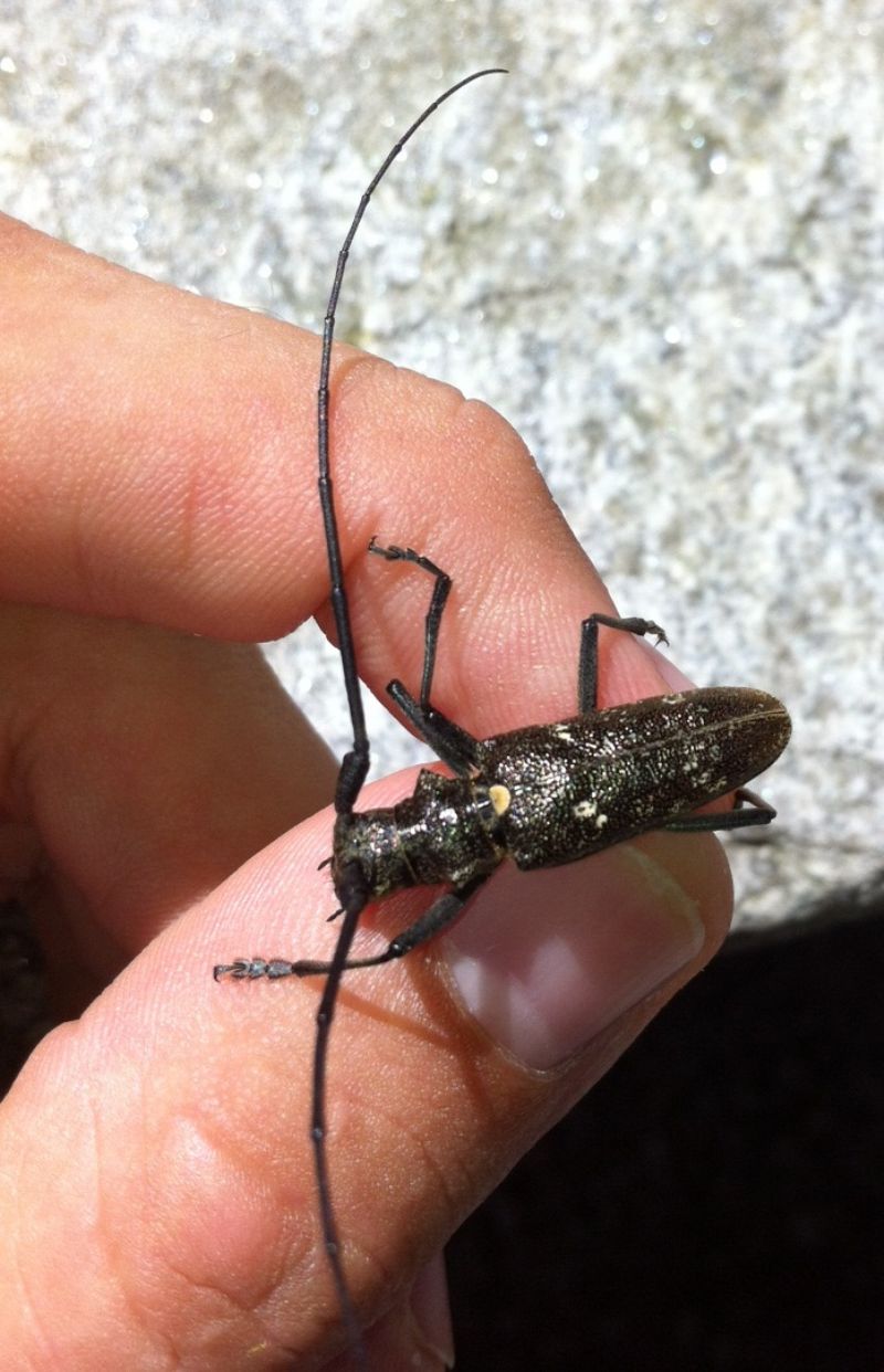 Monochamus sartor, Cerambycidae