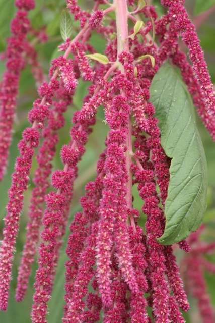 Amaranthus caudatus / Amaranto coda rossa