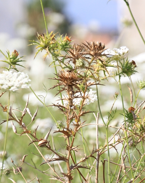 Carthamus lanatus