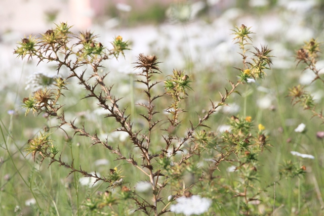 Carthamus lanatus