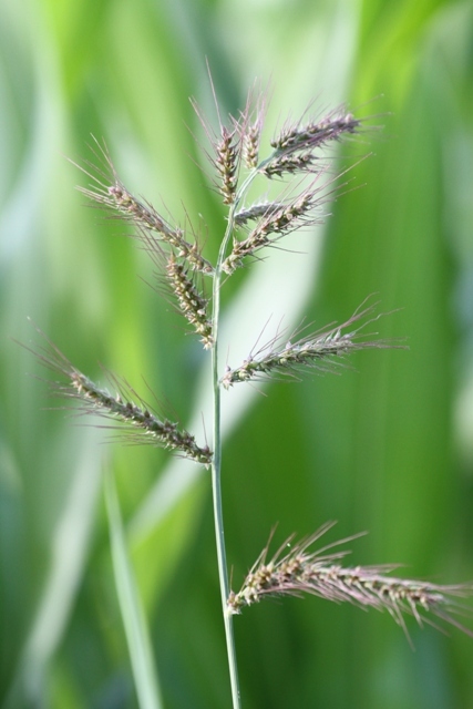 Echinochloa crusgalli