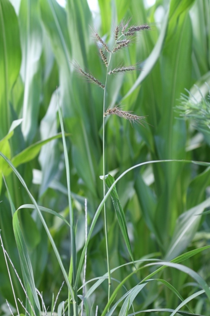 Echinochloa crusgalli