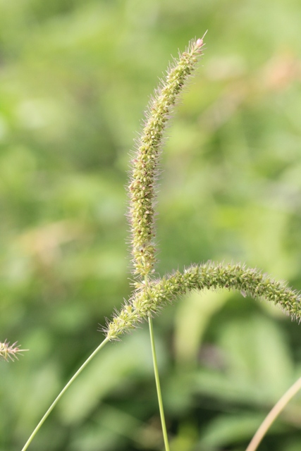 Setaria verticillata