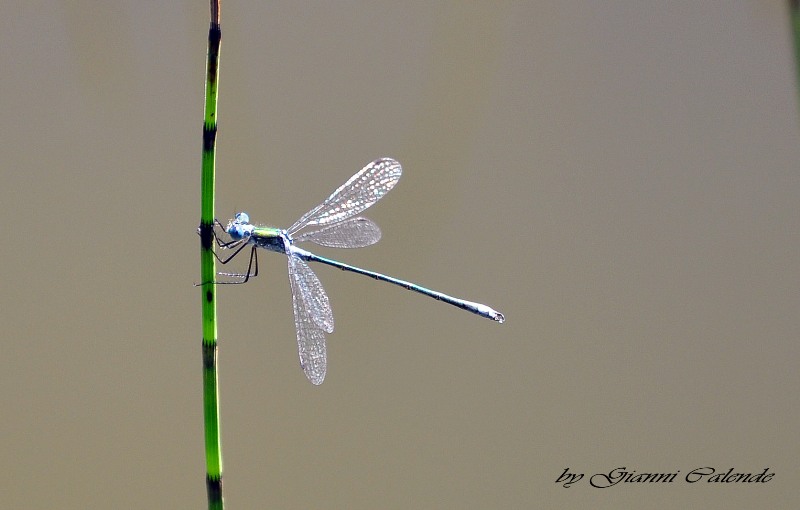 Coenagrion puella?