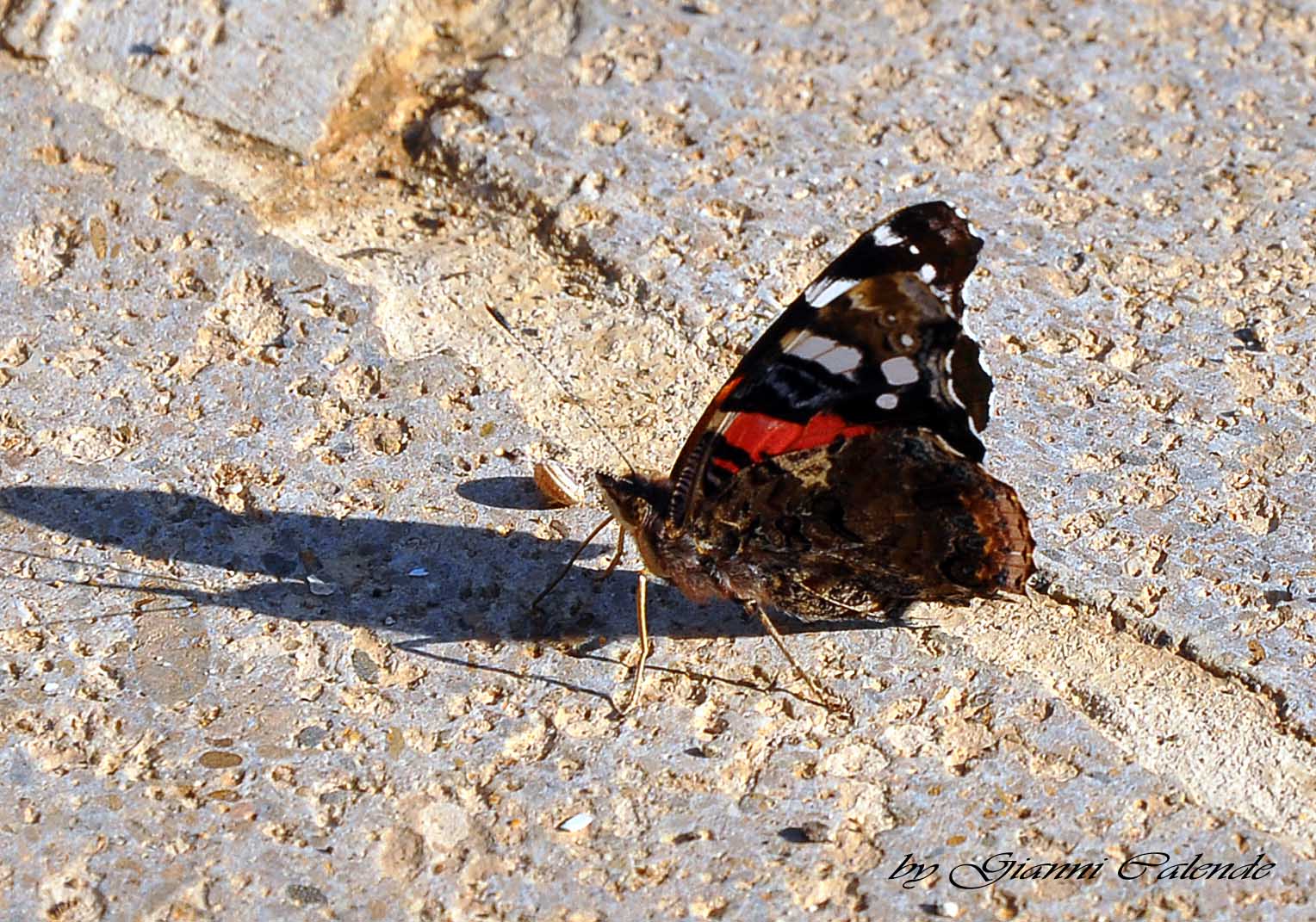 Farfalla da identificare