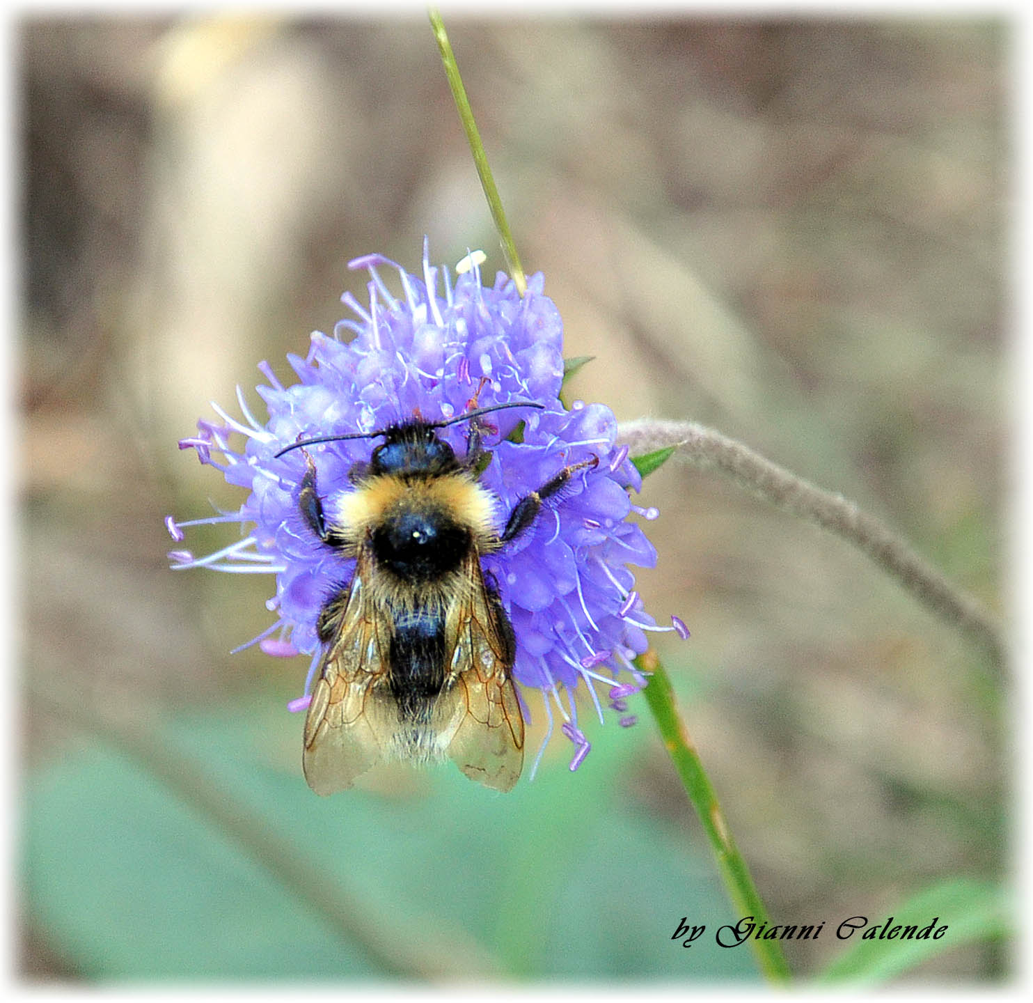 Bombus sp.