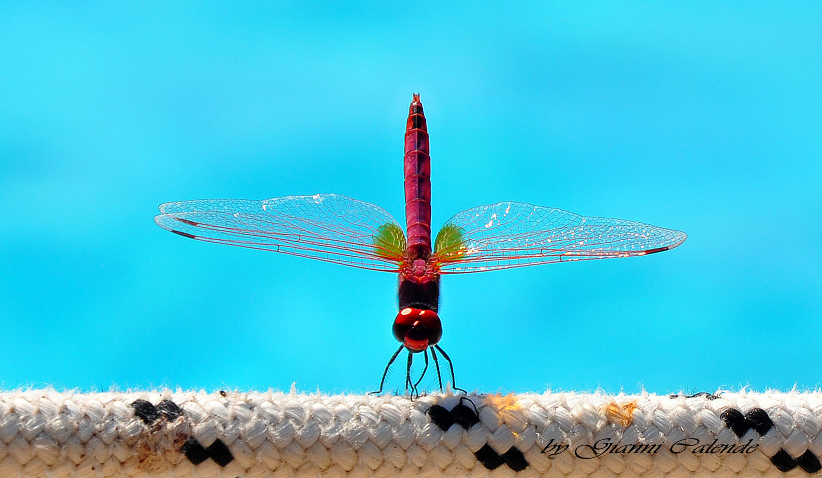 Libellula Sicula: Trithemis annulata