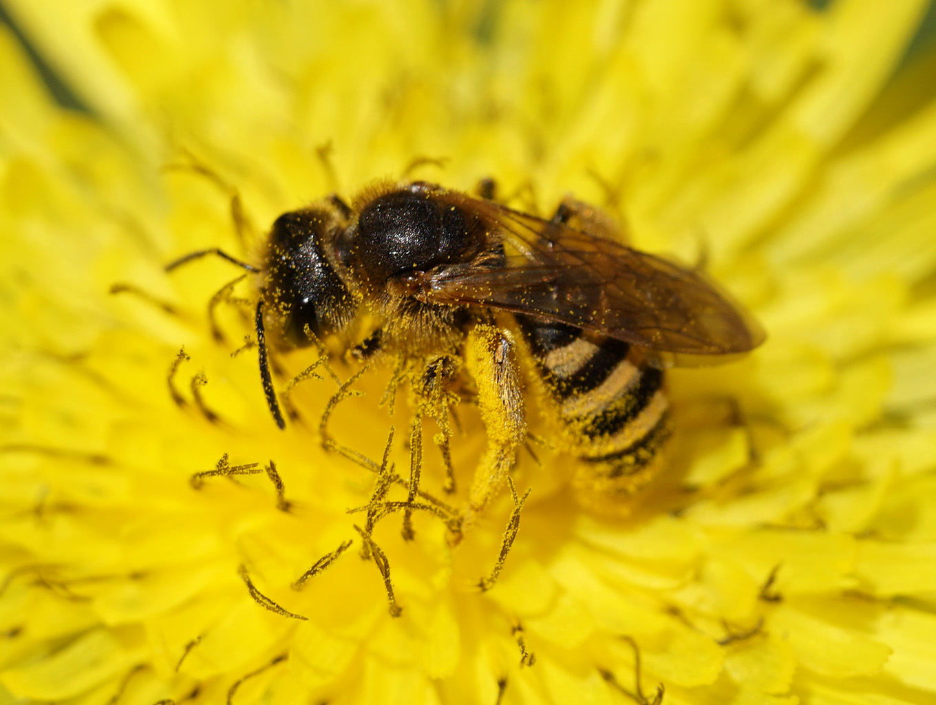 Andrena? No, Apidae Halictinae: femmina di Halictus scabiosae