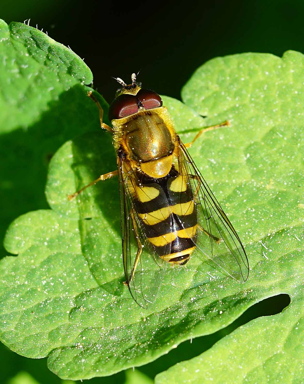 Aiuto determinazione - Syrphus