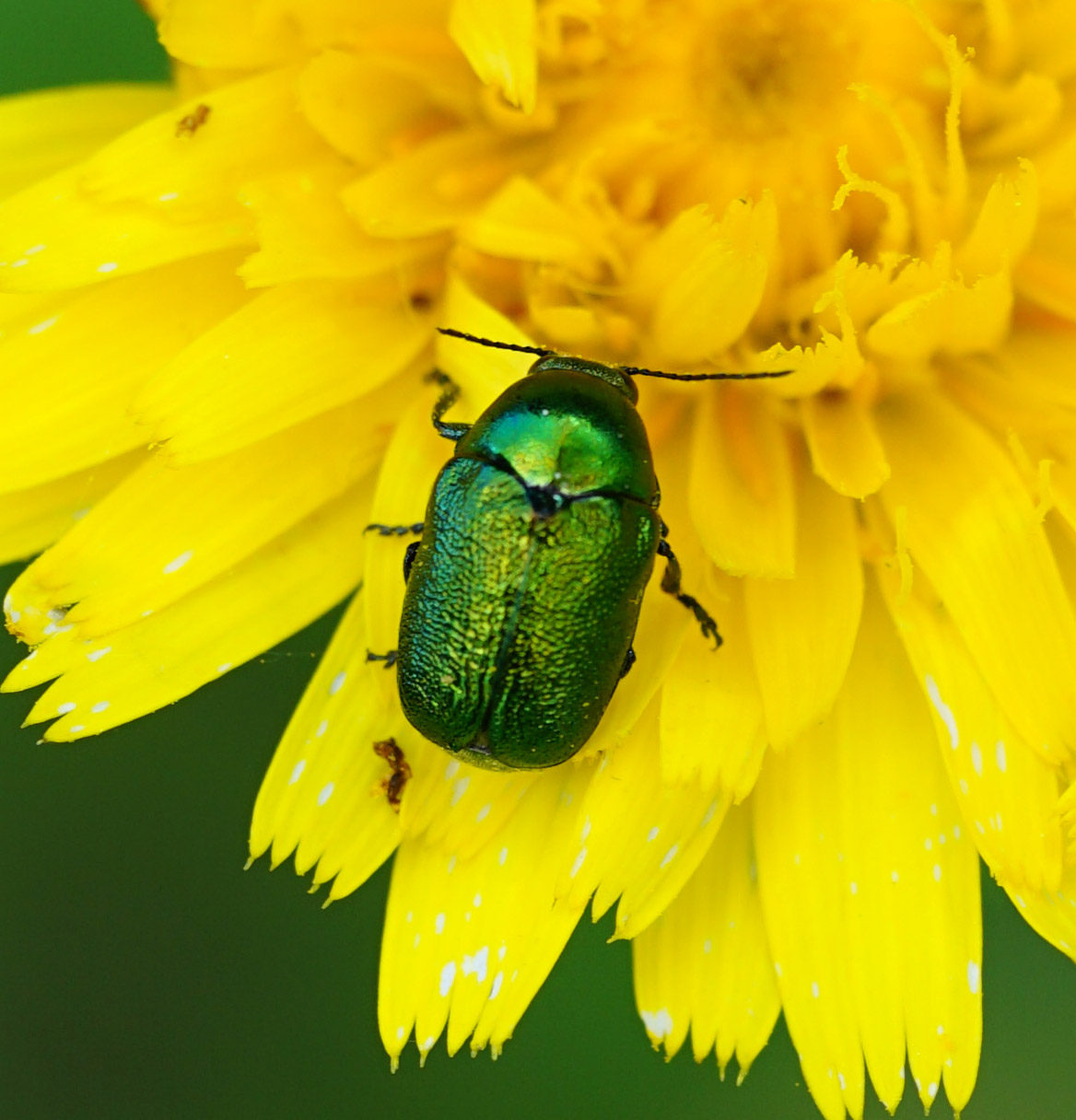 Chrysomelidae: Cryptocephalus sp.