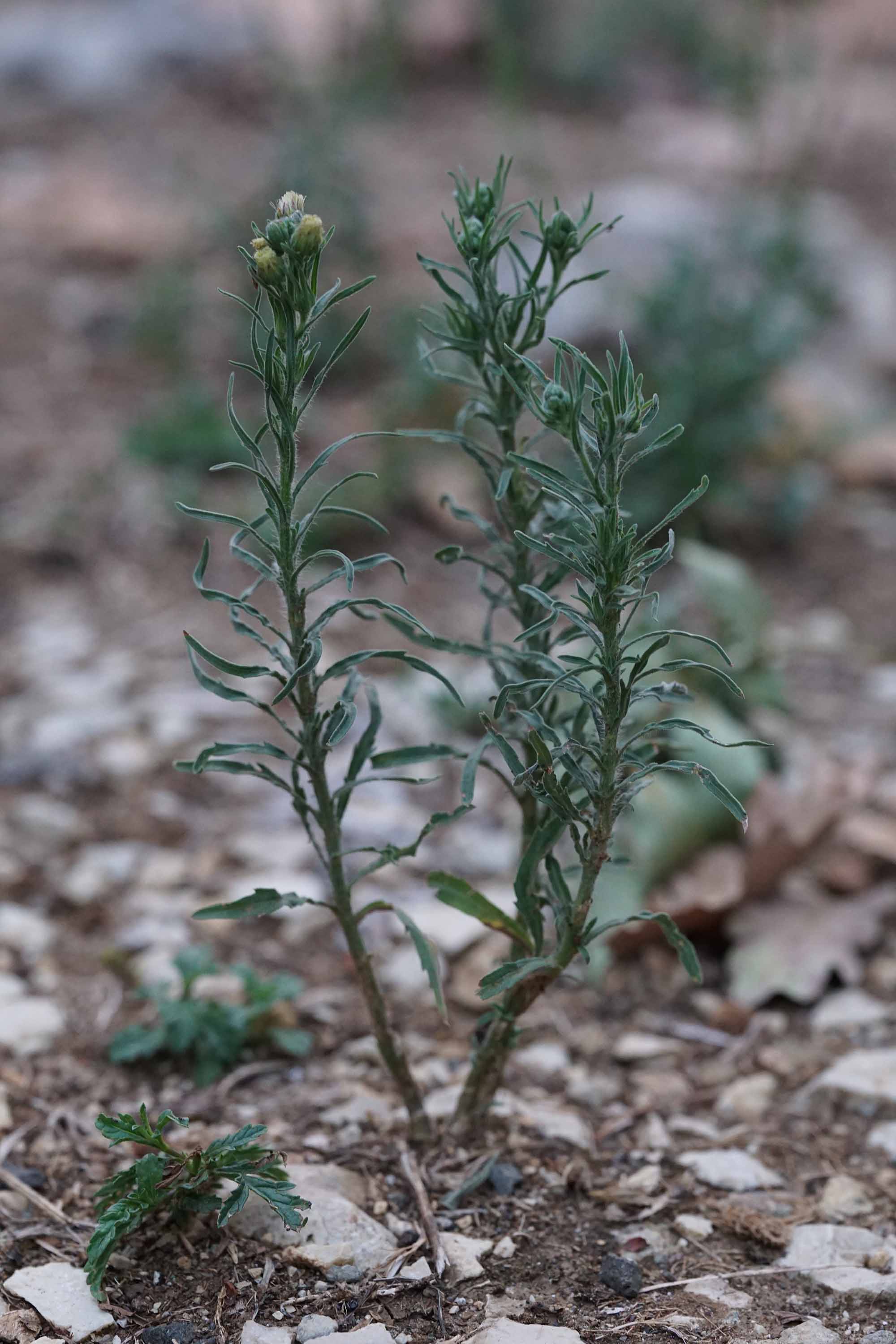 Asteracea - Aiuto Determinazione