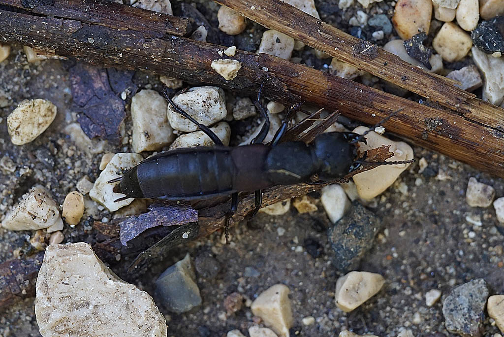 Staphylinidae: Ocypus? s, Ocypus italicus