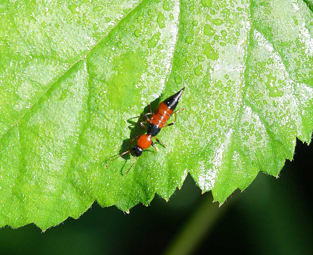 Staphylinidae: Paederus sp.