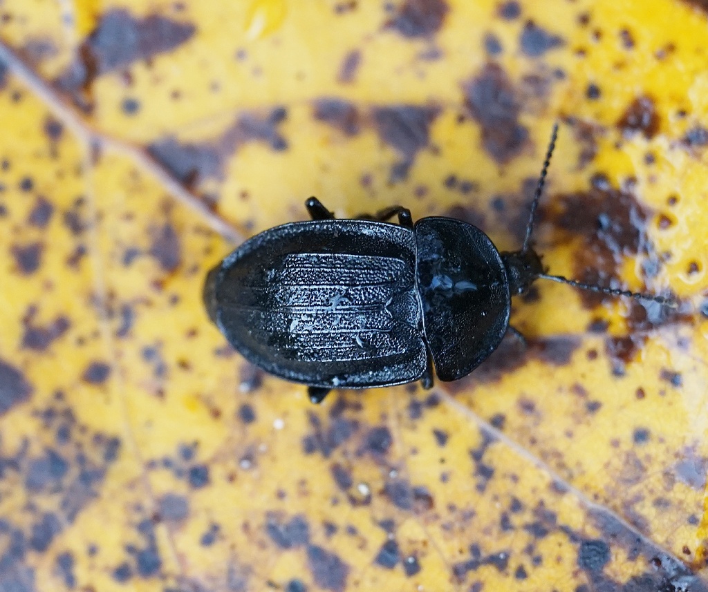 Silphidae : Phosphuga atrata