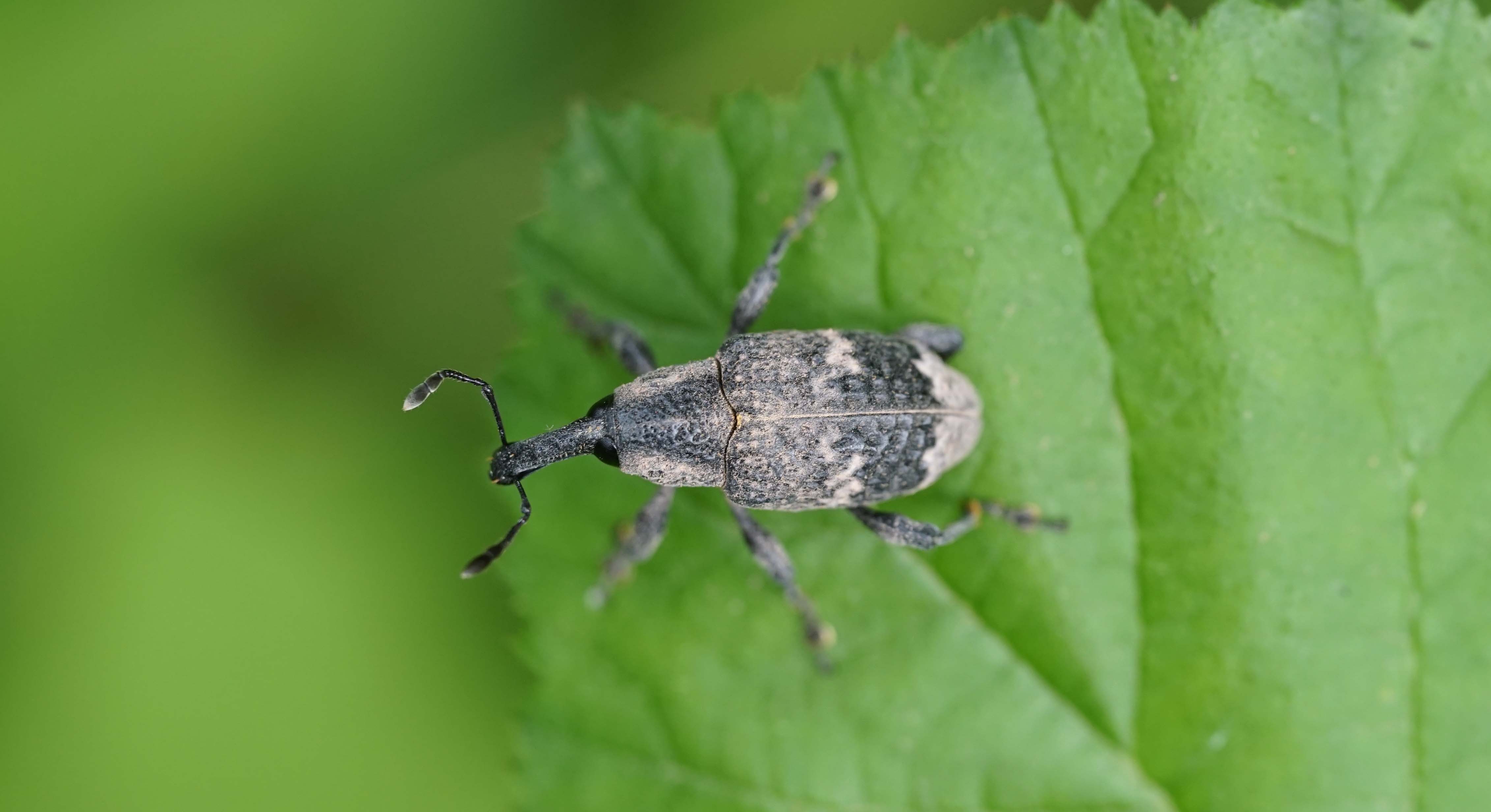 Curculionidae - Aiuto Id