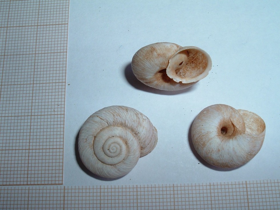 Chilostoma?