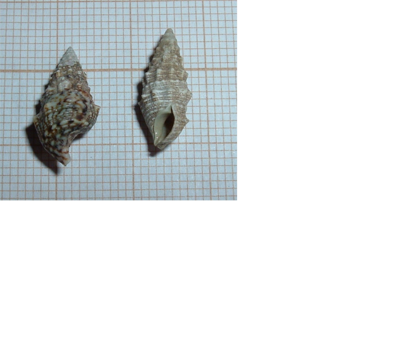 Cerithium a determinar