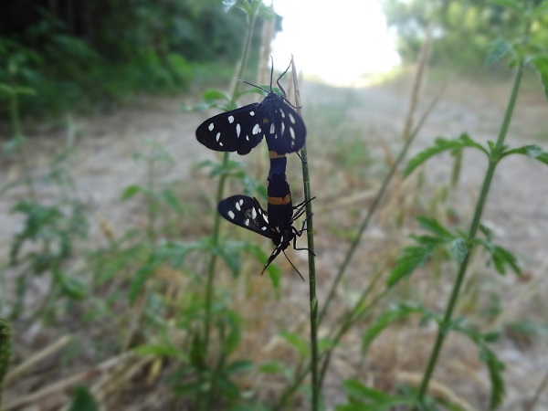 Farfalle in accoppiamento da identificare