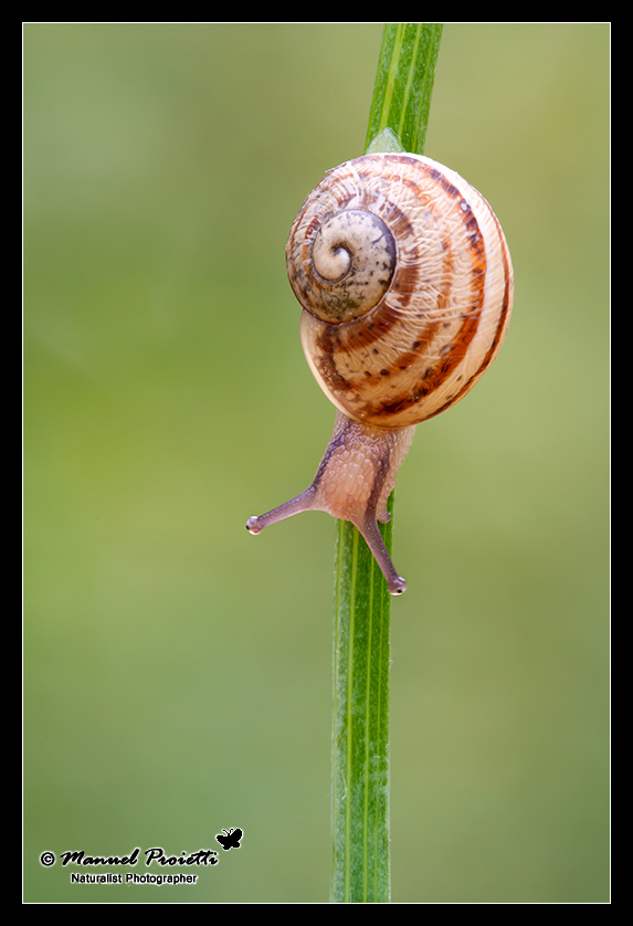 identificazione Gastropoda, Helicidae?