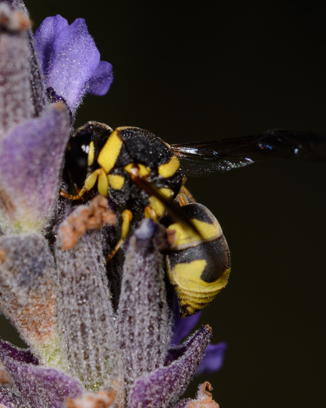 Euodynerus sp., Vespidae Eumeninae