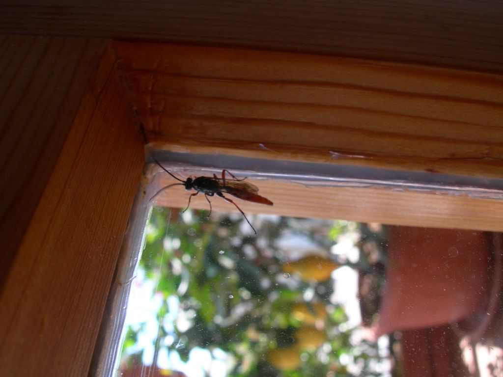 Sphecidae? No. Ichneumonidae Ichneumoninae.