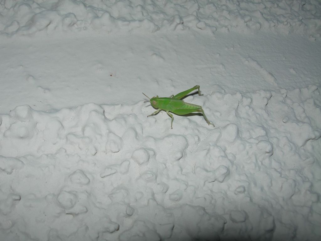 ninfa di Aiolopus cfr. strepens  (Acrididae)