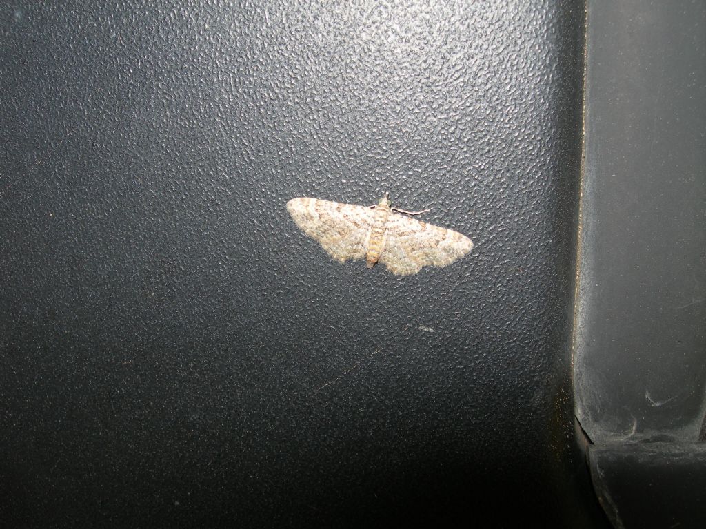 Geometridae da id - Cfr. Gymnoscelis rufifasciata