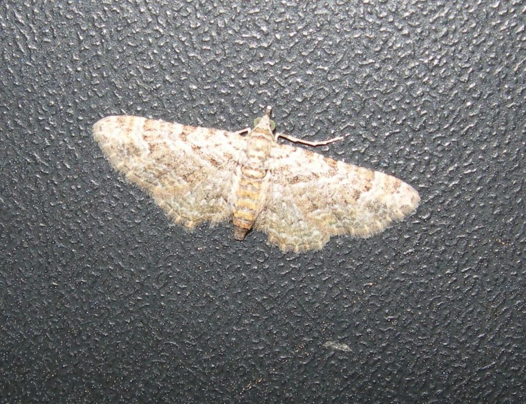 Geometridae da id - Cfr. Gymnoscelis rufifasciata