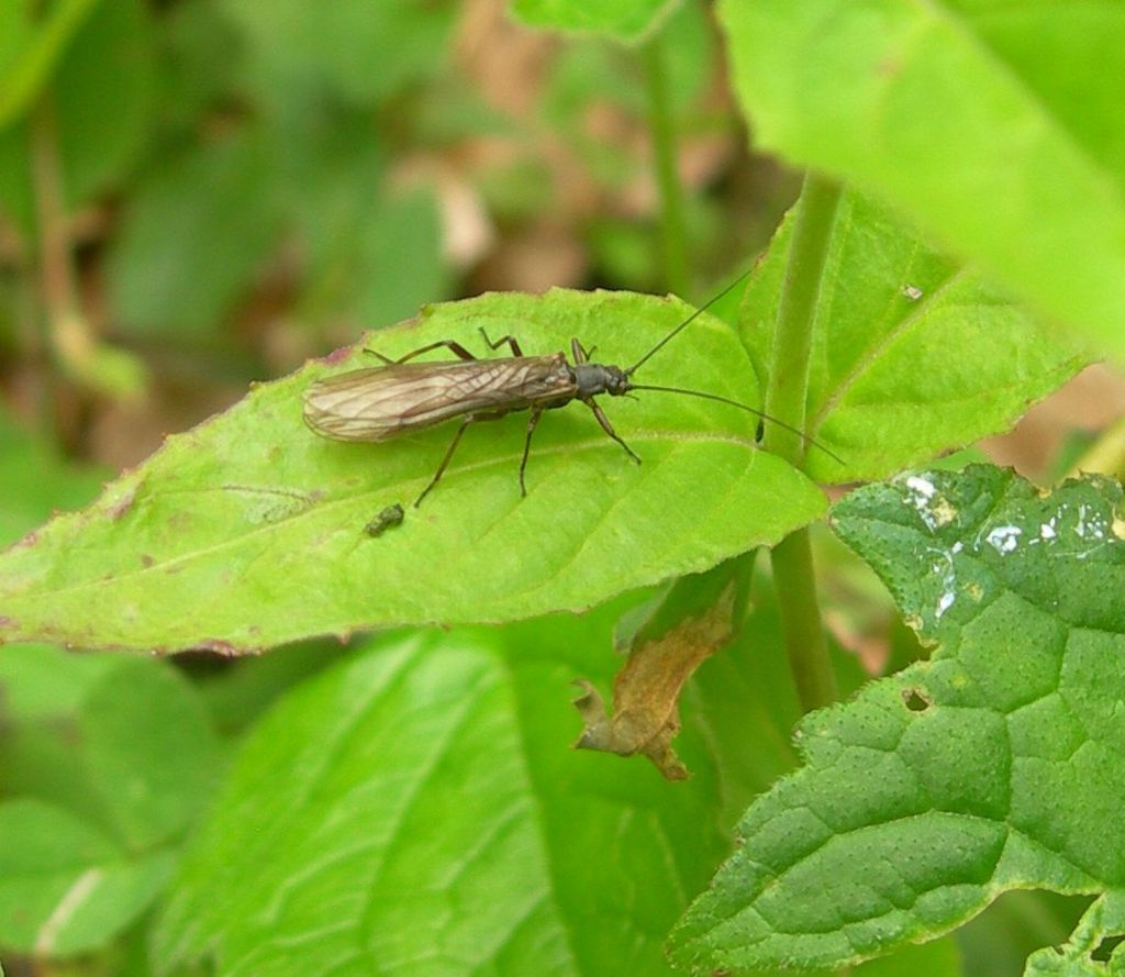 Plecottero dal Sestaione (PT):  Nemouridae: cfr. Nemoura sp.