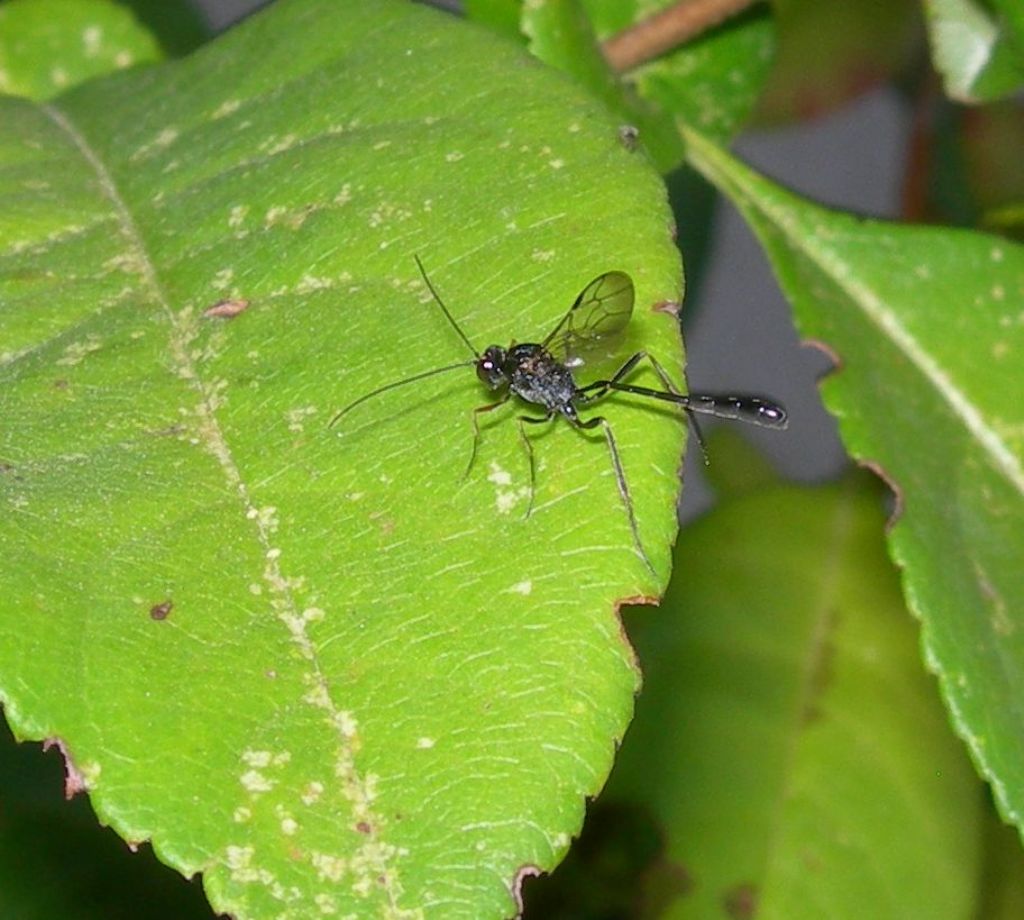 Evaniidae o Ichneumonidae ?  Ichneumonidae:  Anomalon cruentatum, maschio