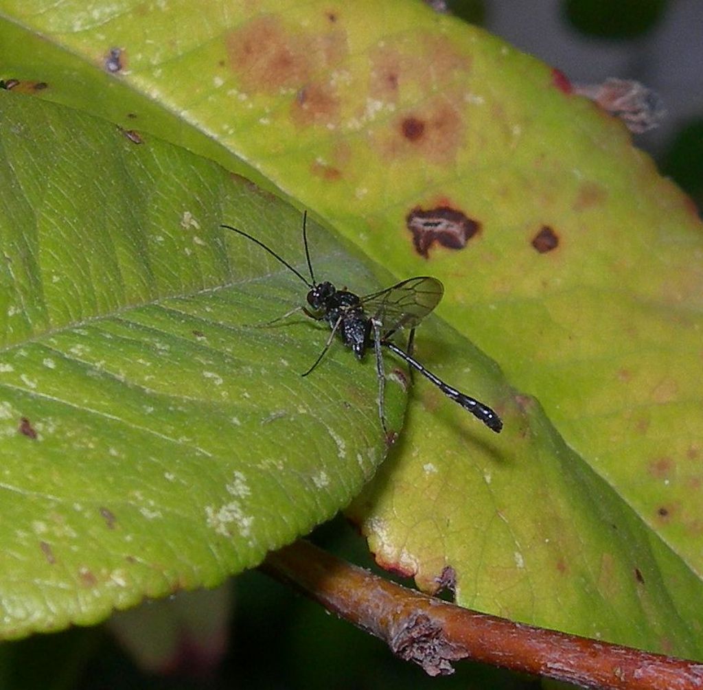 Evaniidae o Ichneumonidae ?  Ichneumonidae:  Anomalon cruentatum, maschio