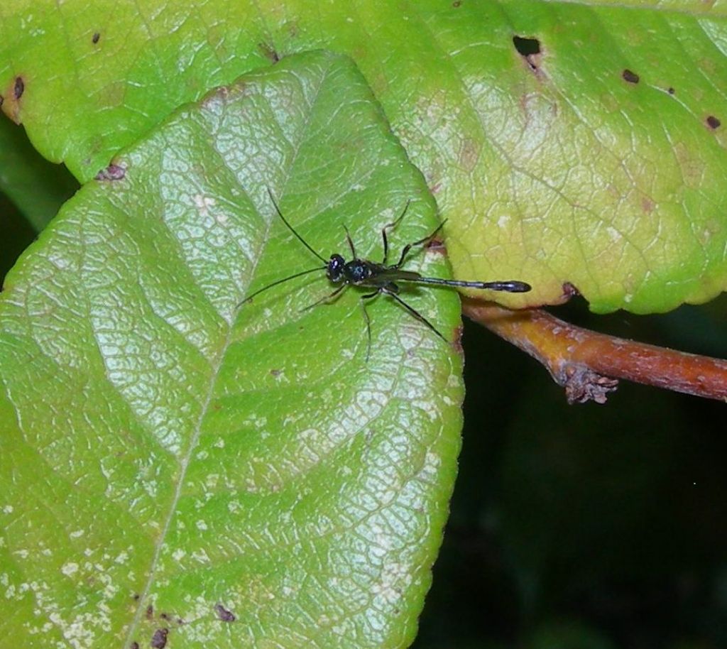 Evaniidae o Ichneumonidae ?  Ichneumonidae:  Anomalon cruentatum, maschio