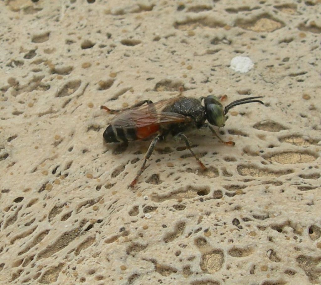 Apoideo ?  No, Crabronidae: Tachytes sp.