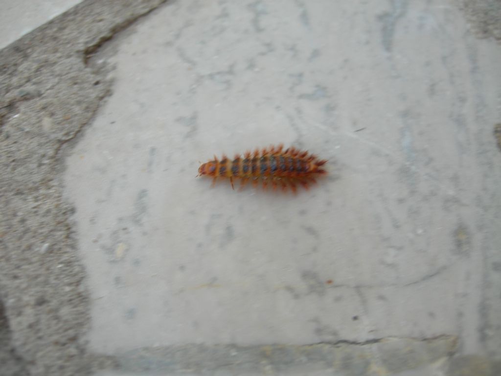 Larva di Drilus flavescens (Drilidae)