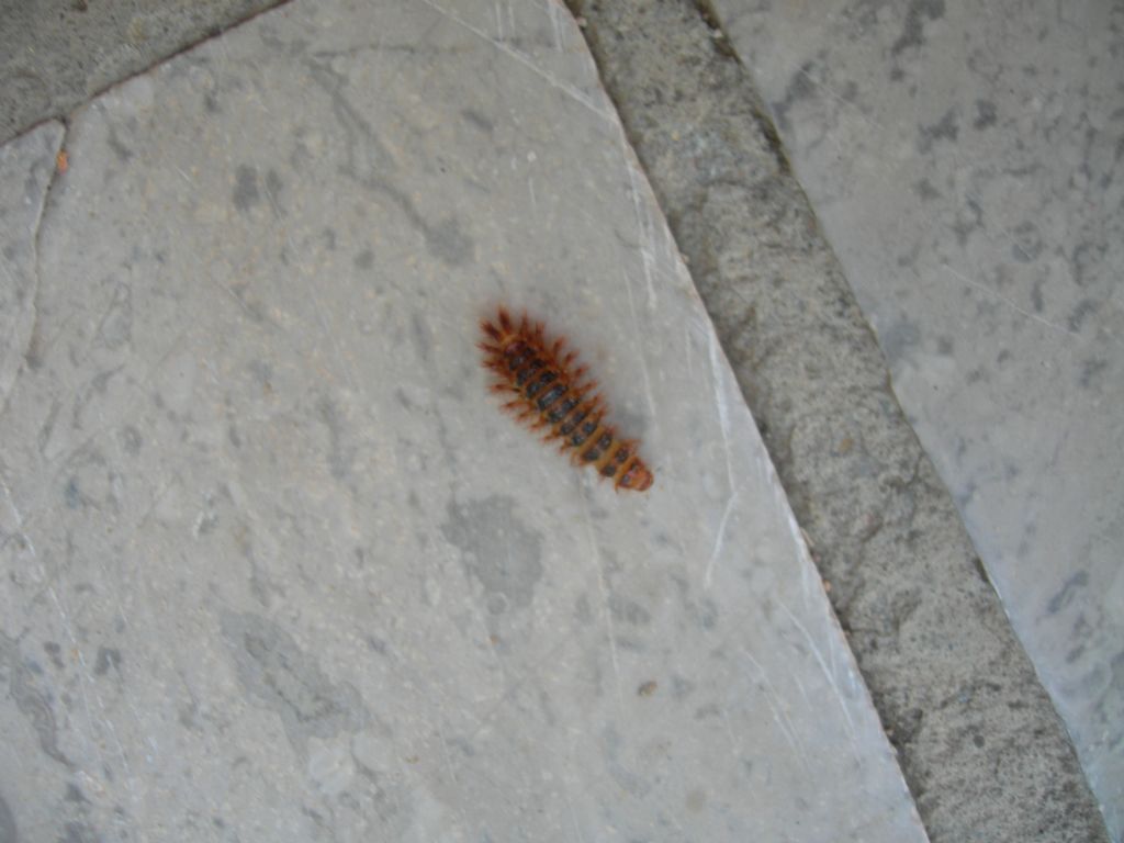 Larva di Drilus flavescens (Drilidae)