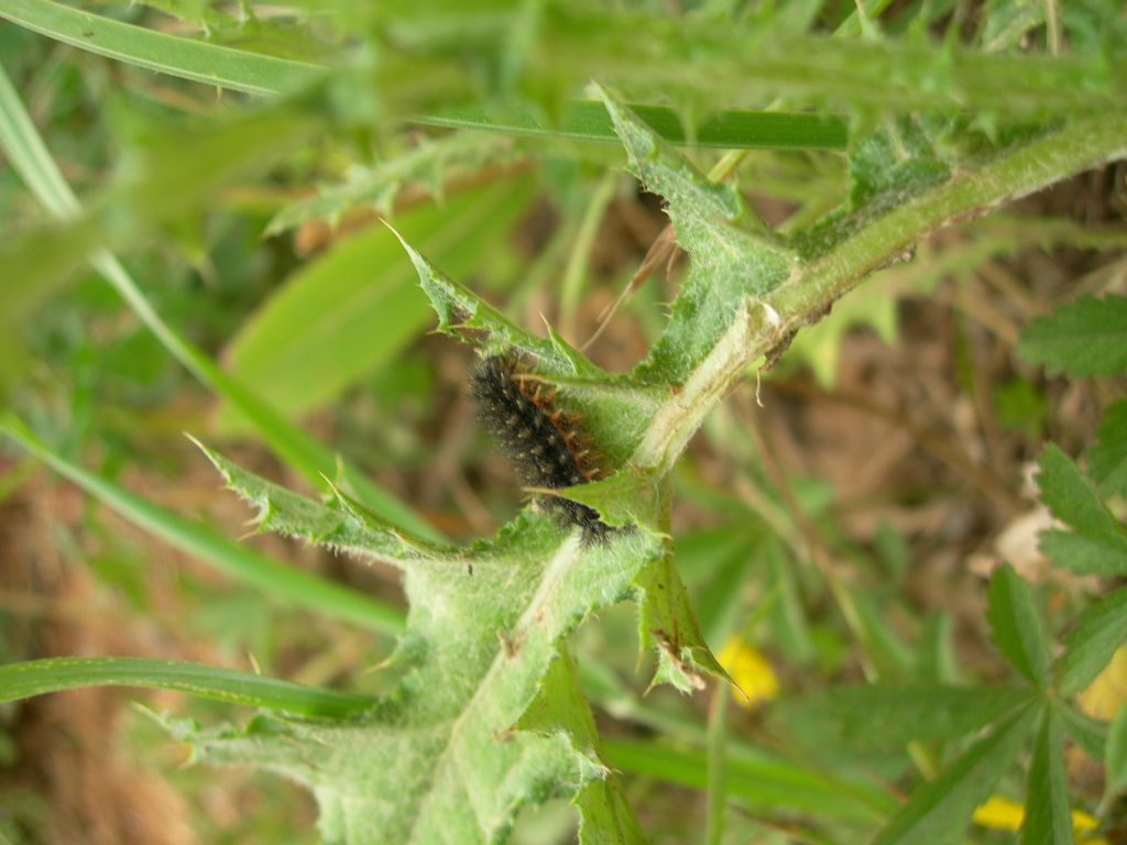 Bruco di Nymphalidae - Melitaea phoebe