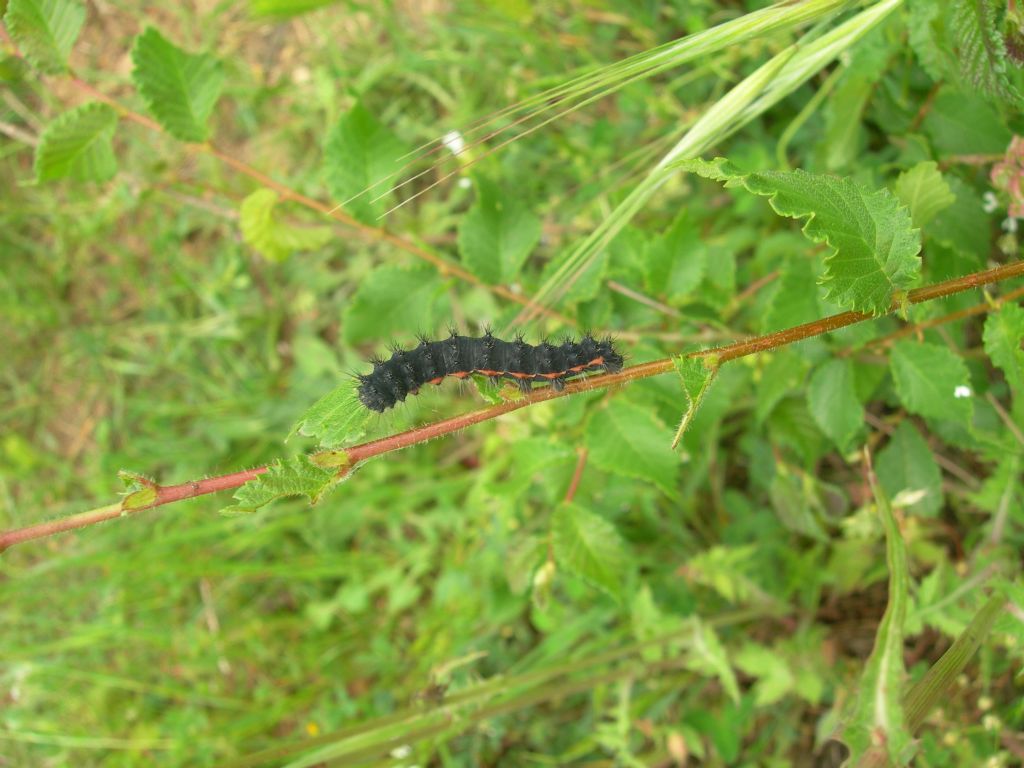 Bruchini neri - Saturnia (Eudia) pavoniella