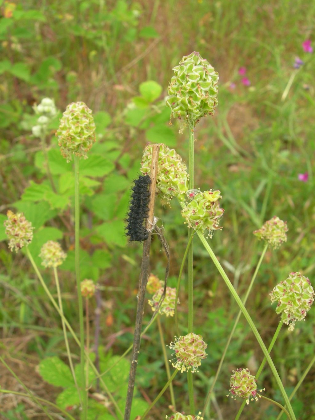 Bruchini neri - Saturnia (Eudia) pavoniella