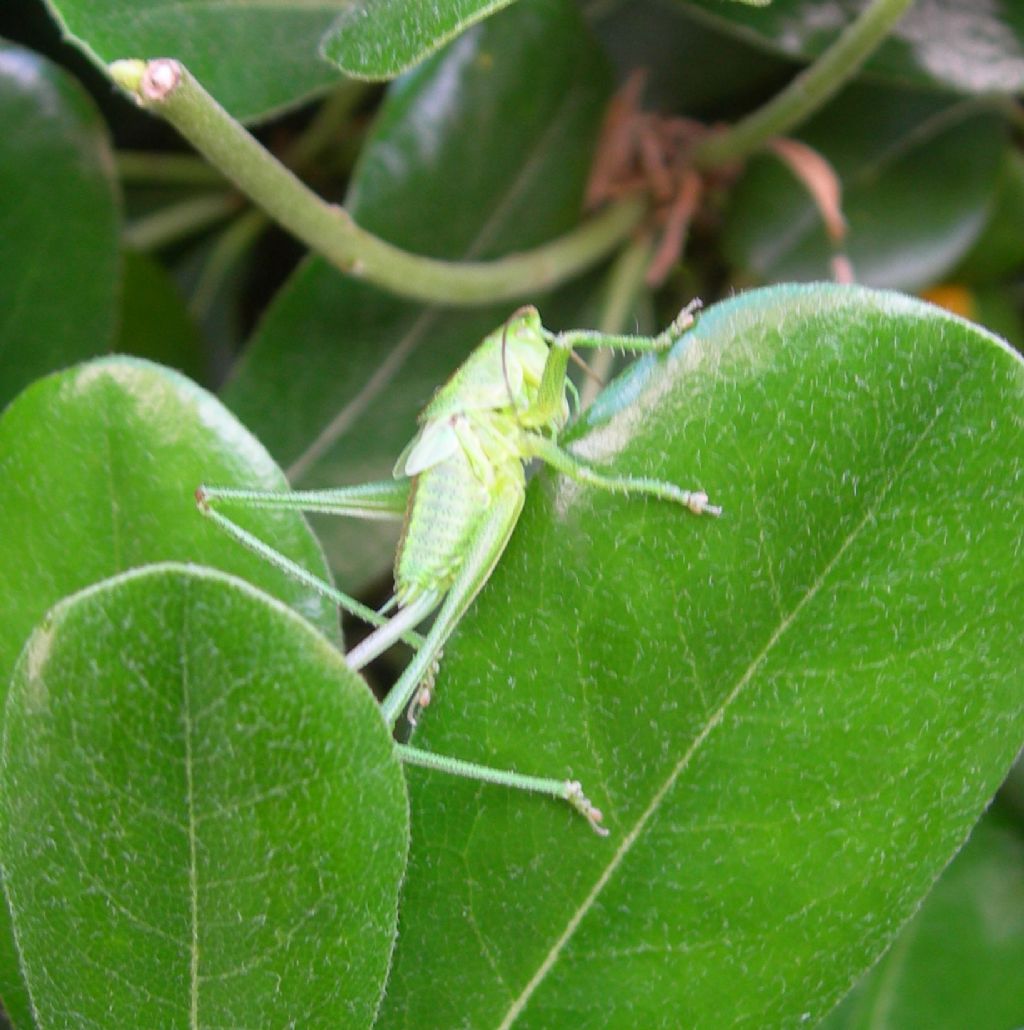 Ninfa di Tettigonia viridissima